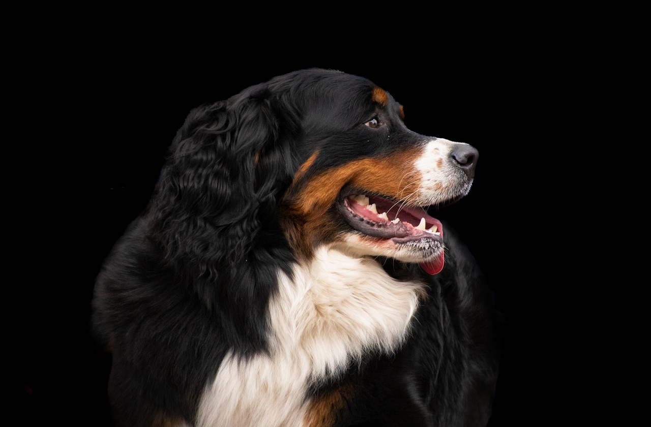 dog, nature, bernese mountain dog, pet, black background, large dog, dog background, dog wallpaper, animal, canine